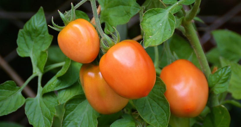 樱桃番茄圣女果图片(8张)