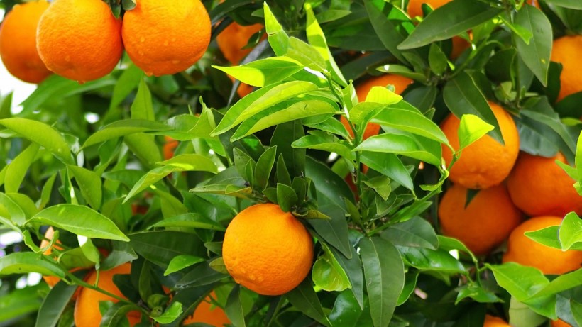 新鲜橘子图片(6张)