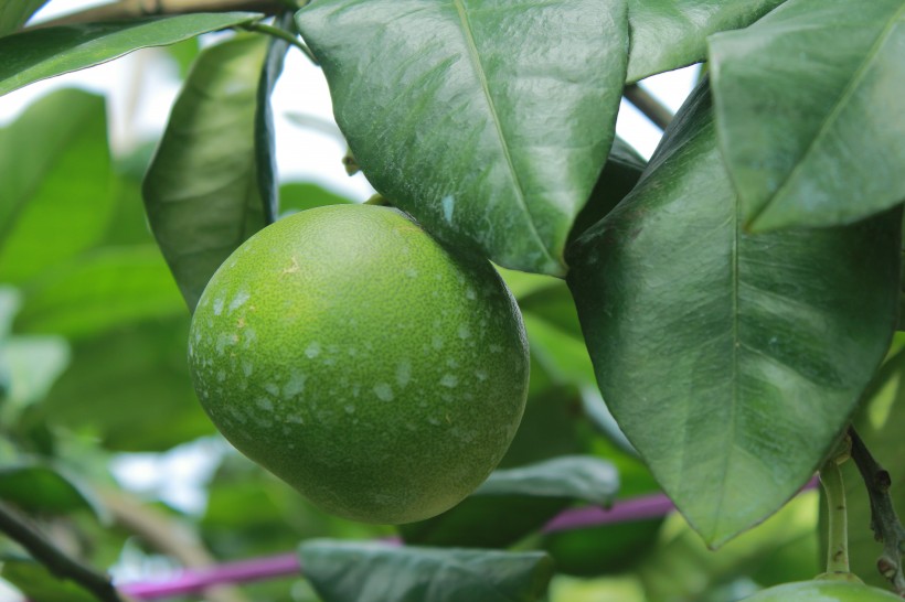 绿色未成熟的柚子图片(11张)
