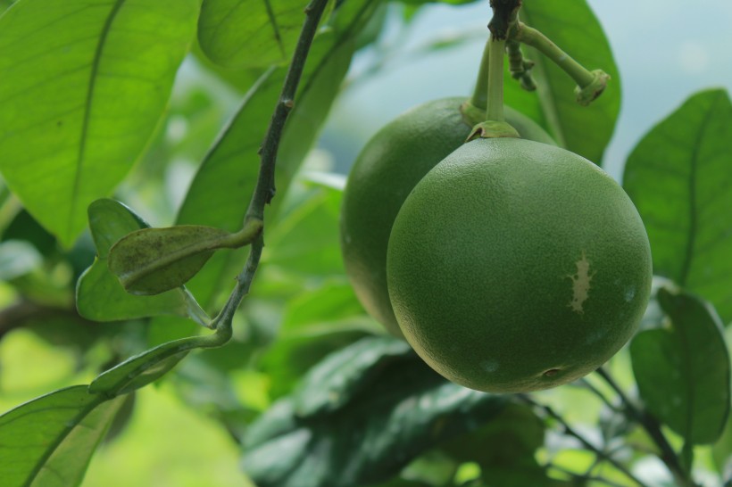 绿色未成熟的柚子图片(11张)