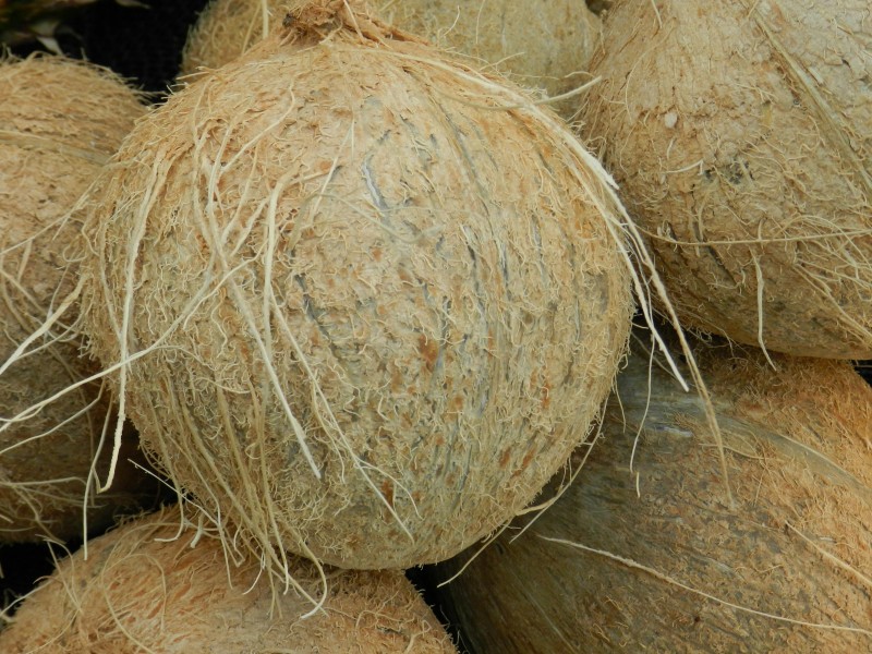棕色的椰子图片(16张)