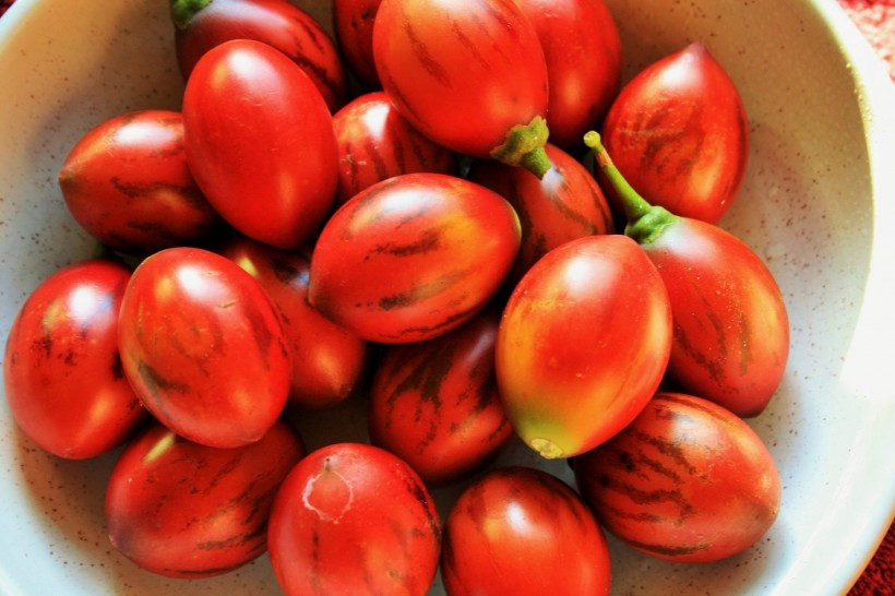 美味树番茄图片(11张)