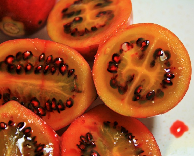美味树番茄图片(11张)