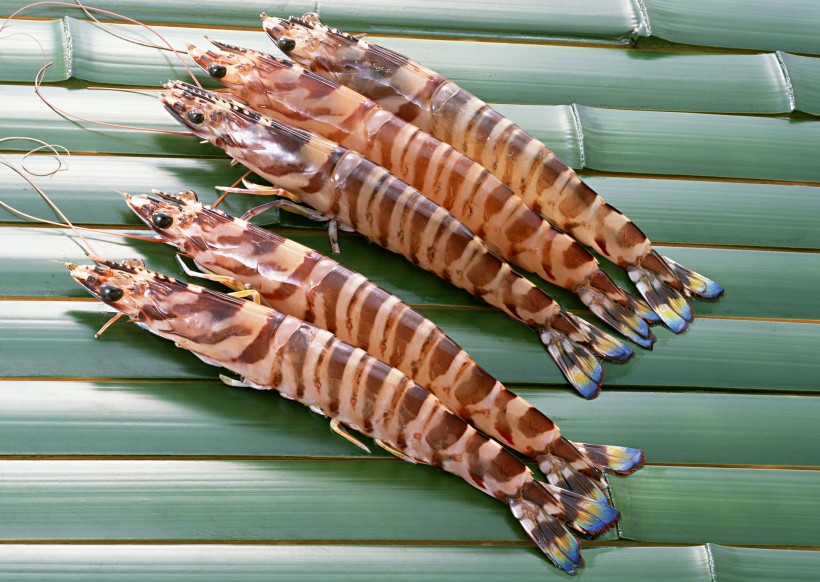 新鲜大虾图片(15张)