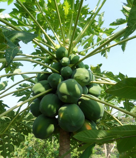 番木瓜植物果实图片(6张)