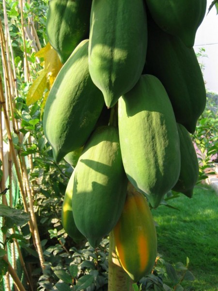 番木瓜植物果实图片(6张)