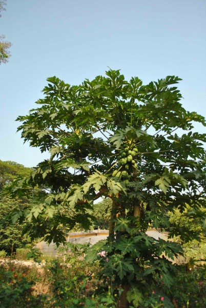 番木瓜植物果实图片(6张)