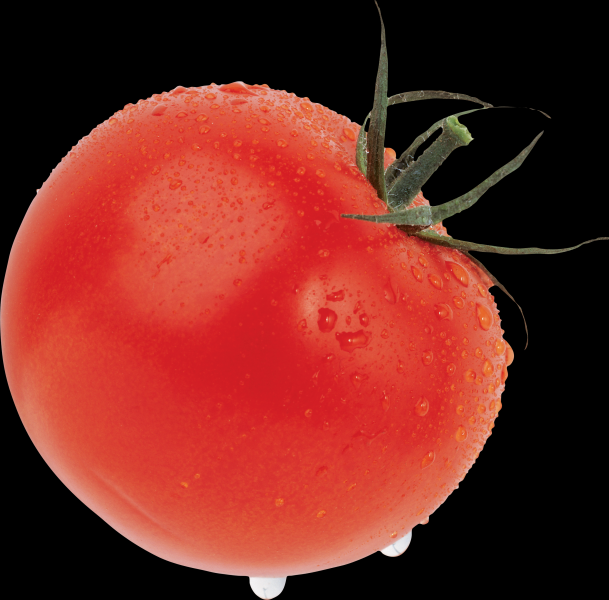 番茄透明背景PNG图片(16张)