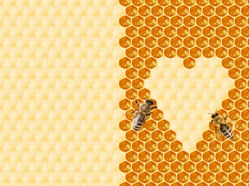 黄色的蜂巢图片(12张)