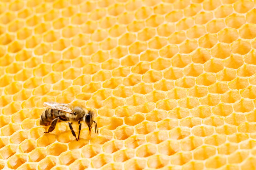 黄色的蜂巢图片(12张)