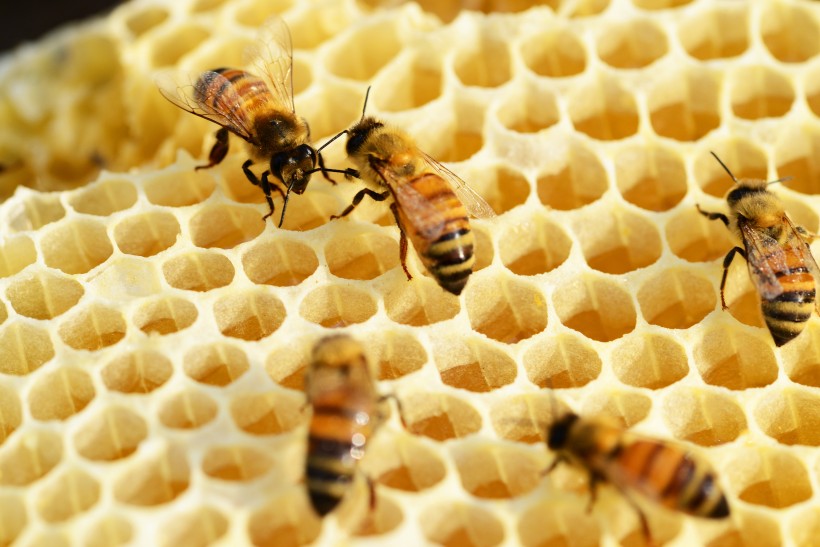 蜂巢蜂窝图片(10张)
