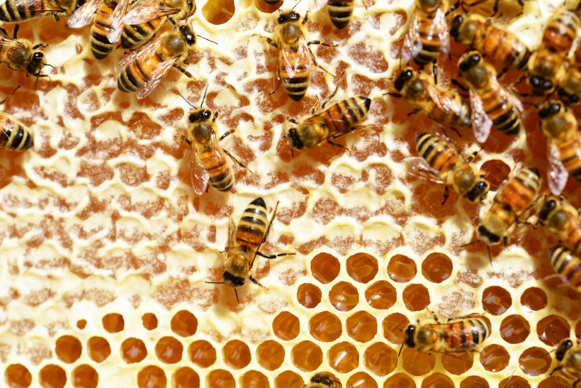 蜂巢蜂窝图片(10张)