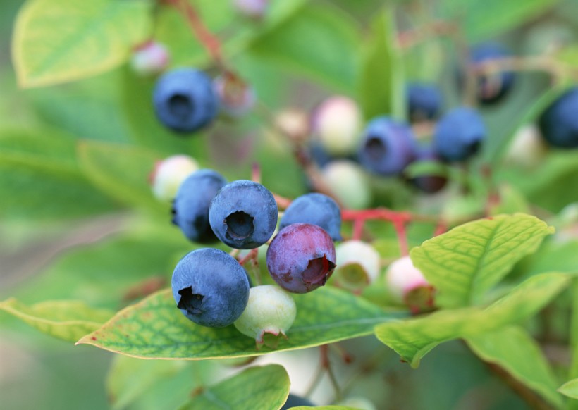 丰收蓝莓图片(11张)