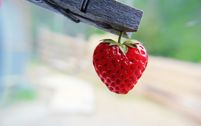 红色的草莓图片(16张)