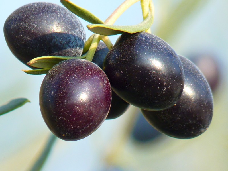 成熟橄榄果图片(16张)