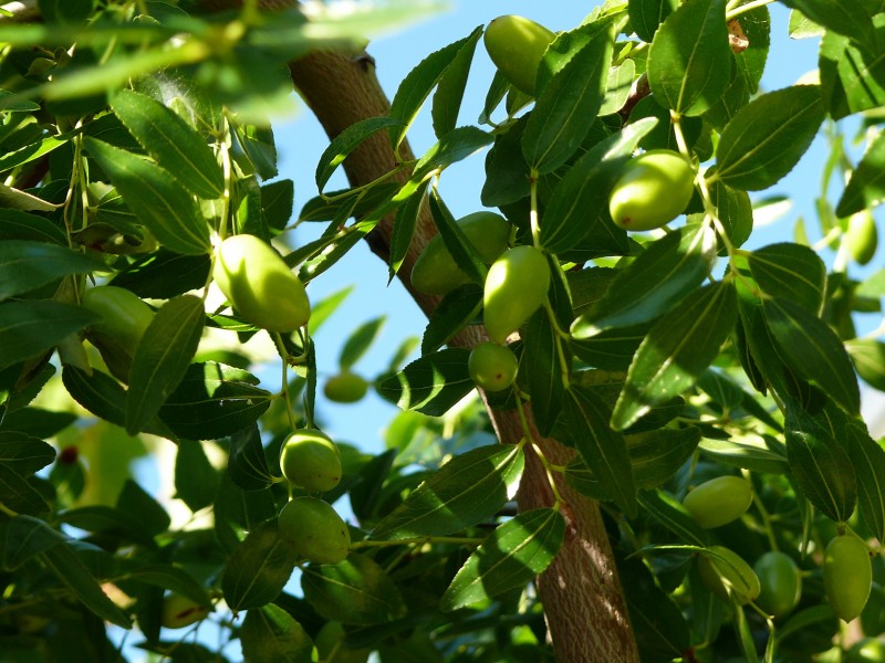 成熟橄榄果图片(16张)