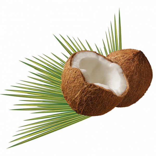 高蛋白的椰子图片(12张)