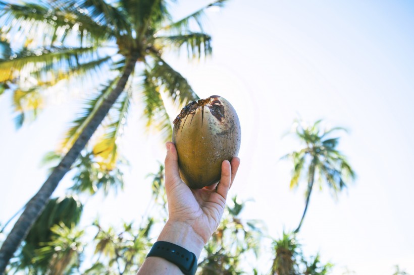 高蛋白的椰子图片(12张)