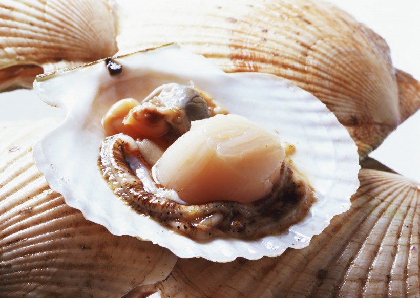超级好吃的海鲜食材图片(16张)