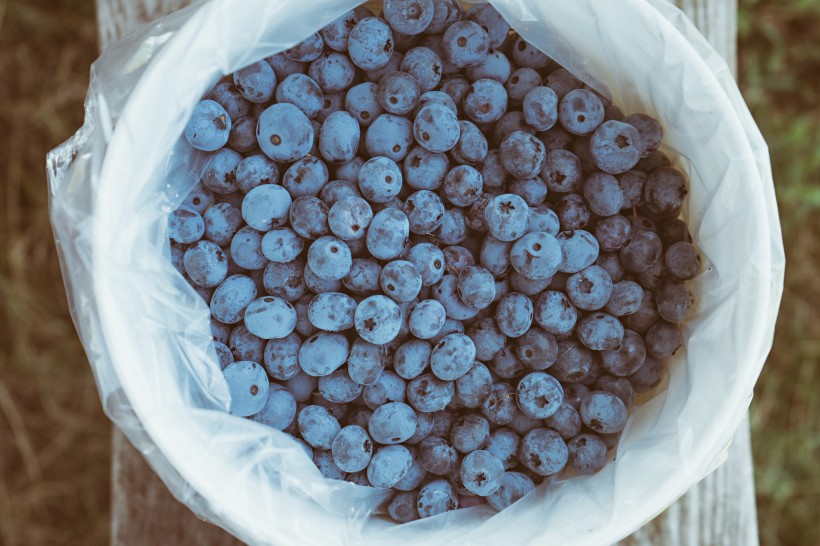 好吃的蓝莓图片(14张)