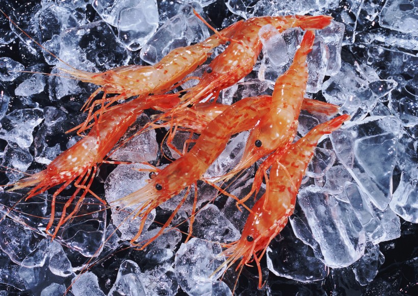 鲜美的河虾图片(14张)