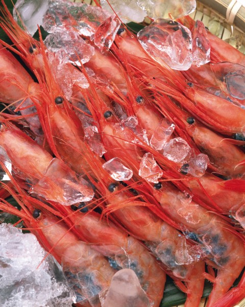 鲜美的河虾图片(14张)