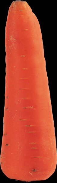 胡萝卜透明背景PNG图片(15张)