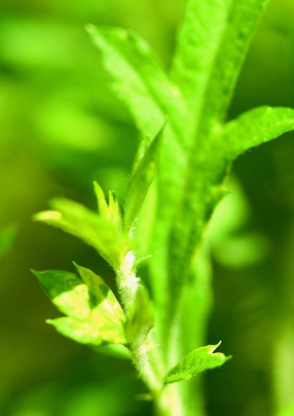 花草茶叶图片(53张)