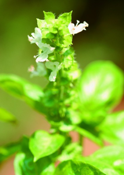 花草茶叶图片(53张)