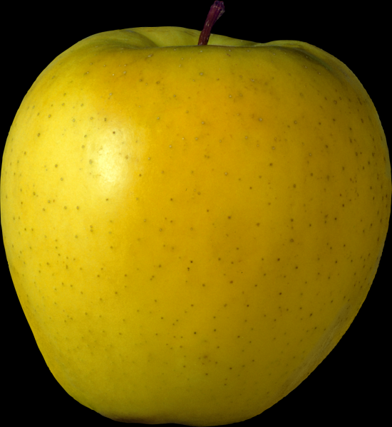 黄苹果透明背景PNG图片(15张)