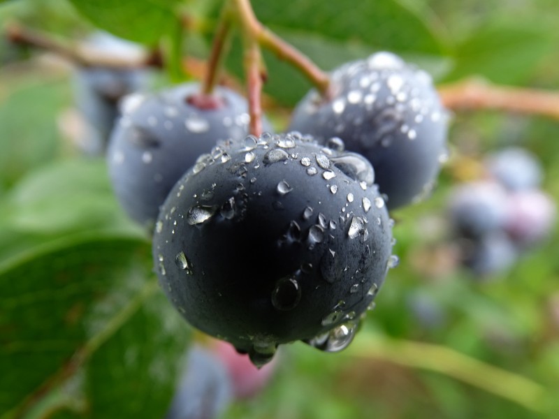 精选蓝莓图片(12张)