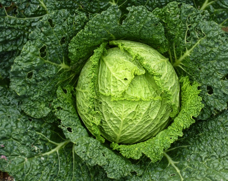 绿色健康的圆白菜图片(22张)