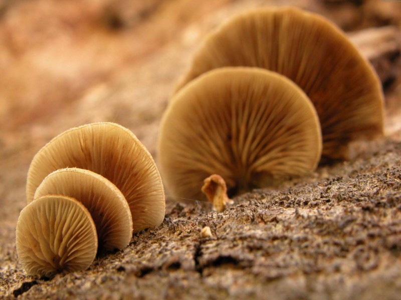 蘑菇图片(22张)