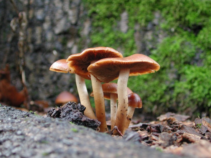 蘑菇图片(22张)