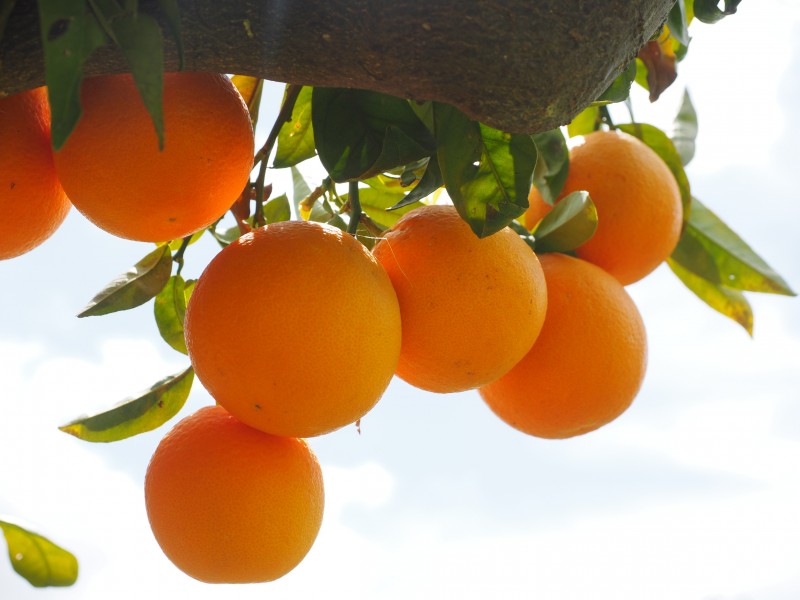 新鲜好看的橘子图片(14张)