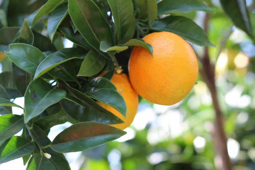 新鲜美味的橘子图片(12张)