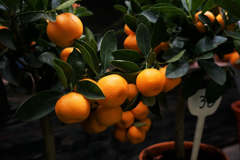 树枝上的橘子图片(16张)