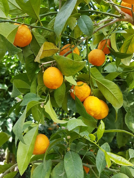 酸甜可口的橘子图片(11张)