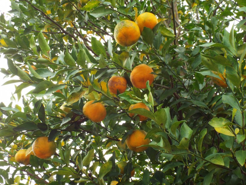 新鲜美味的橘子图片(12张)