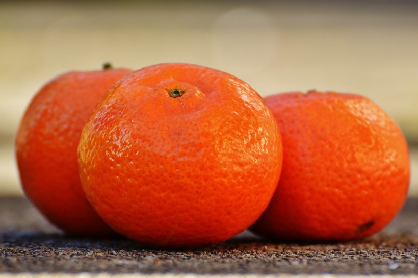树枝上的橘子图片(13张)