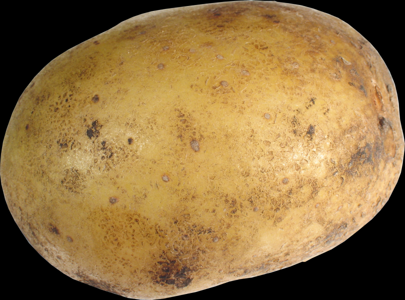 马铃薯透明背景PNG图片(15张)