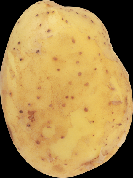马铃薯透明背景PNG图片(15张)