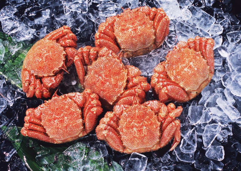 鲜味十足的毛蟹图片(15张)