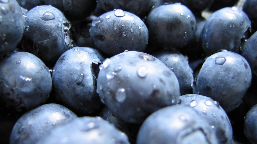 美味的蓝莓图片(7张)
