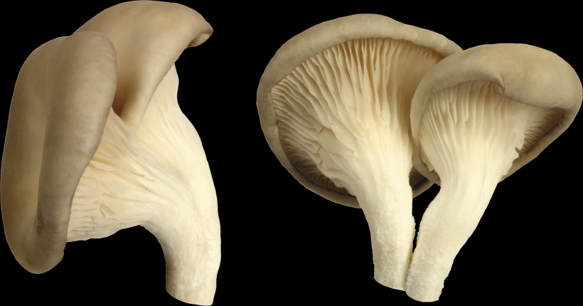 蘑菇透明背景PNG图片(15张)