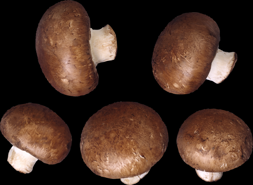 蘑菇透明背景PNG图片(15张)