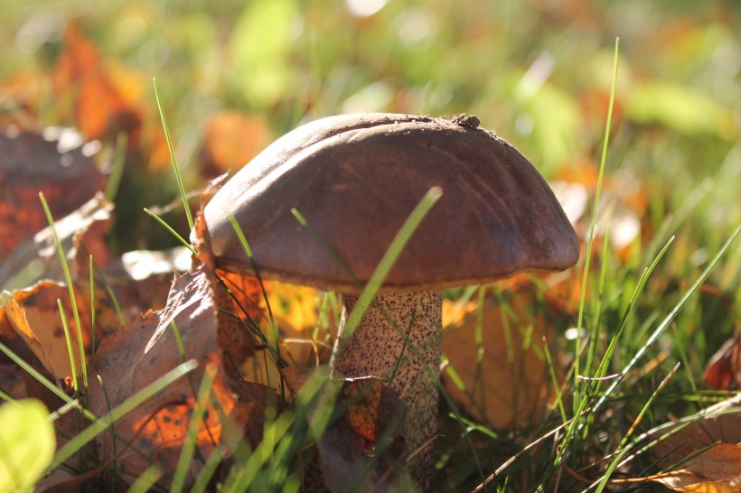 森林中的蘑菇图片(24张)