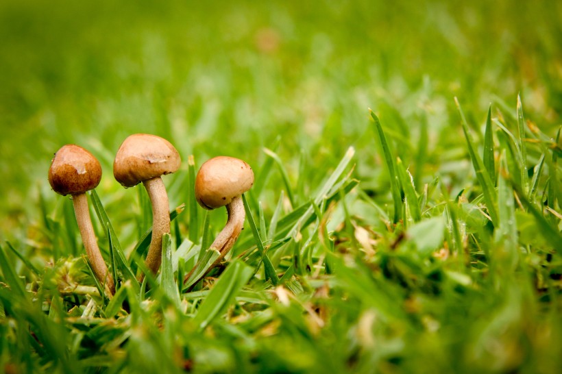 各种各样的蘑菇图片(15张)