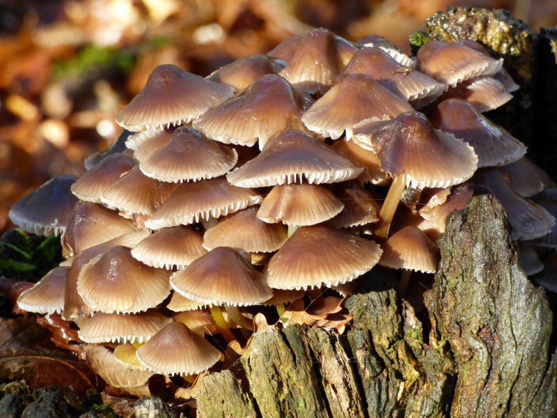 蘑菇图片(33张)
