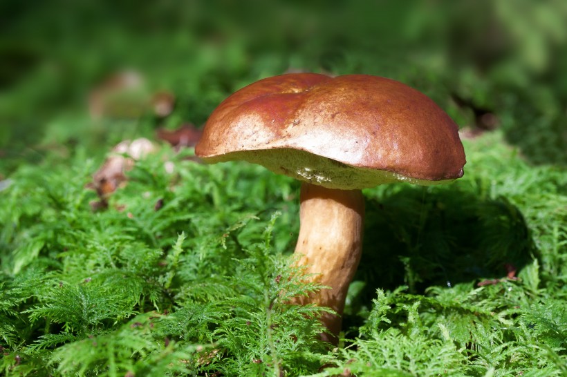 森林中的蘑菇图片(24张)